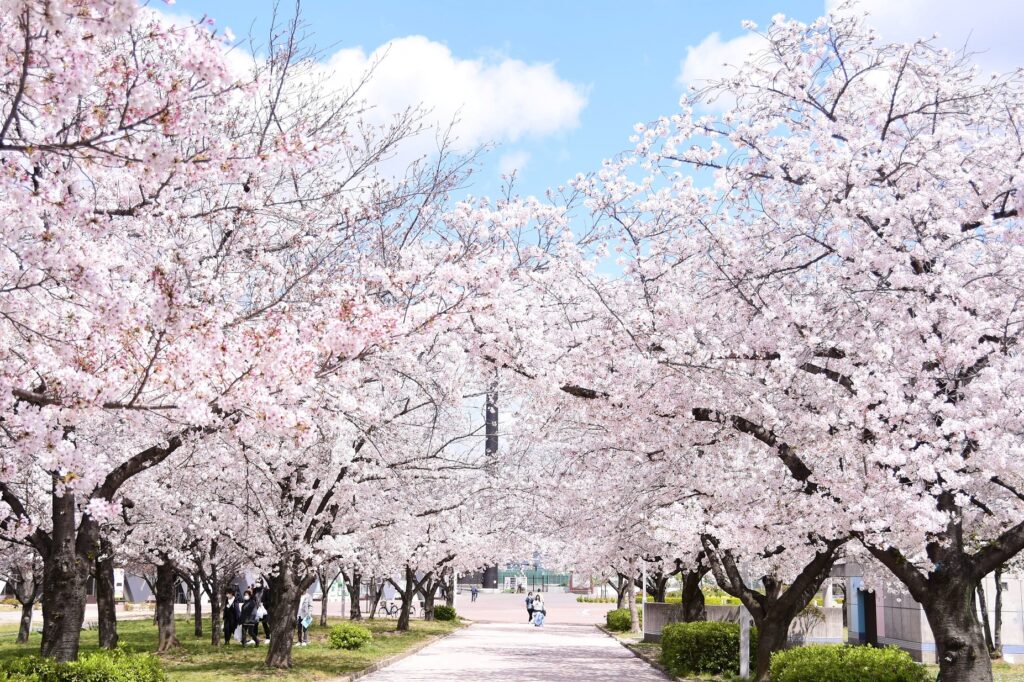 花園中央公園の桜トンネル