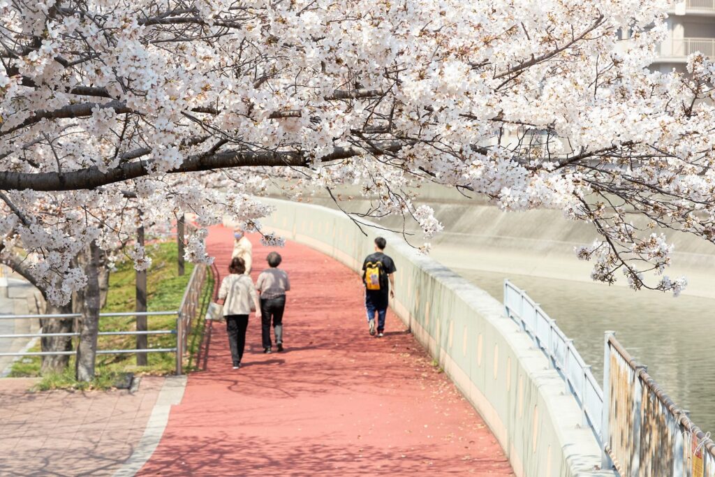 八戸ノ里の桜