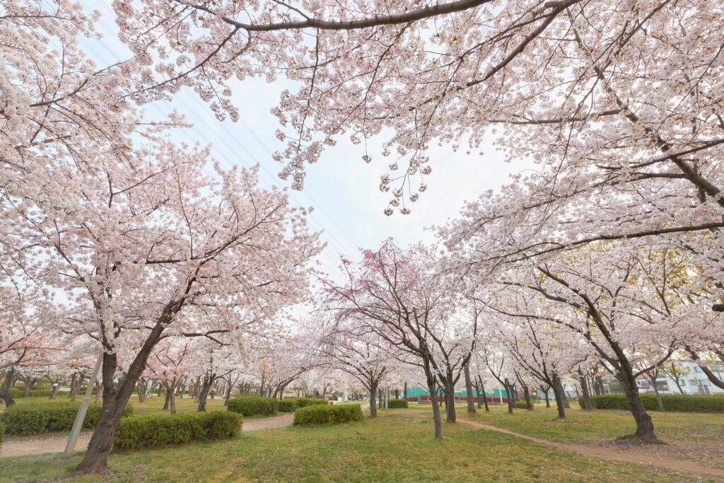 花園中央公園の桜広場