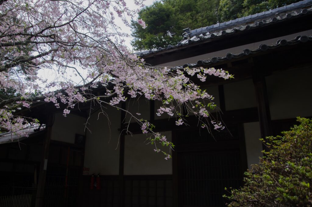 興法寺の桜