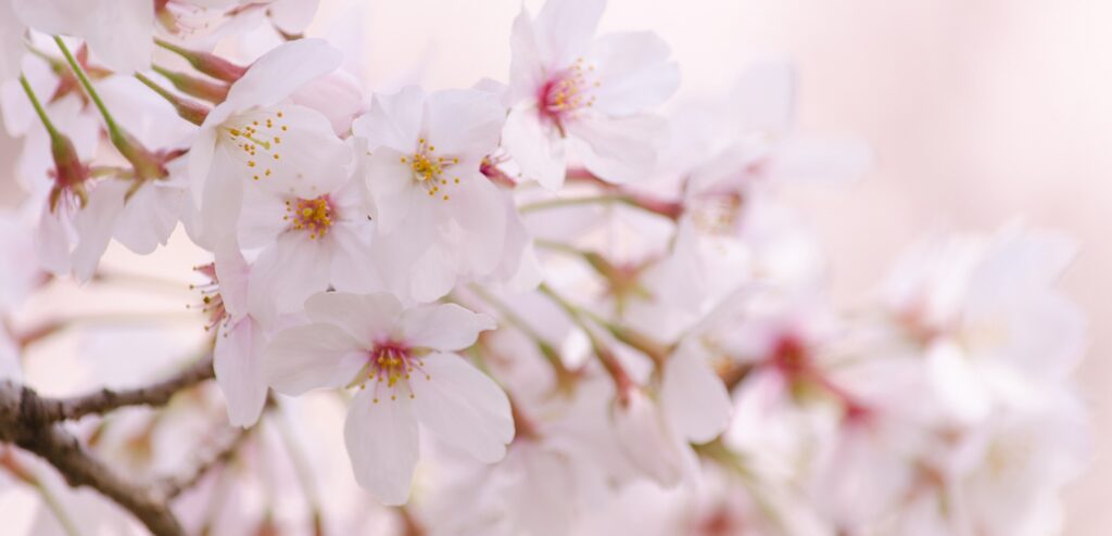 東大阪の桜