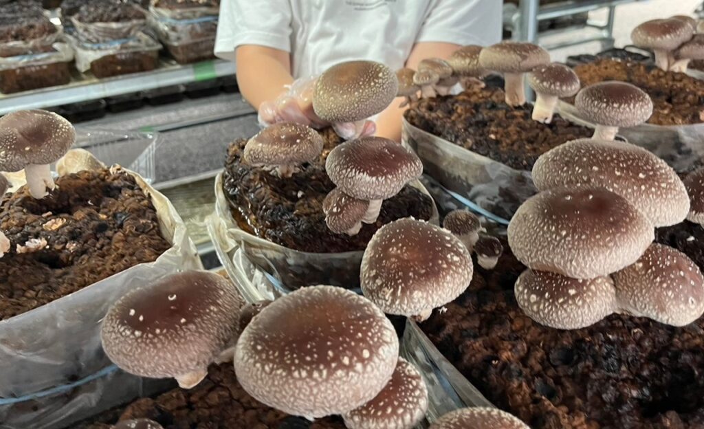 サムネイル写真