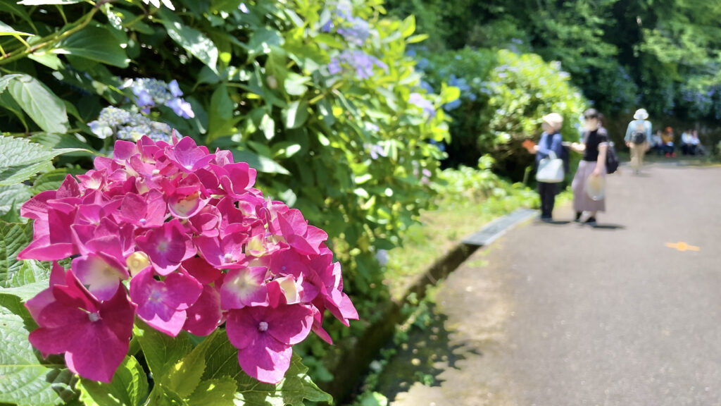 【ぬかた園地であざやかに咲き誇るあじさい】